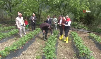 Bin Rakımda Yetişen Çilek, Pazar Sorunu Yaşamıyor