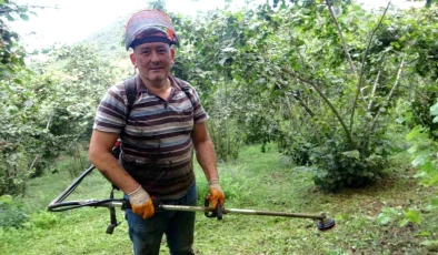 Giresun’da Fındık Üreticileri Hasat Öncesi Bahçe Temizliği İle Uğraşıyor