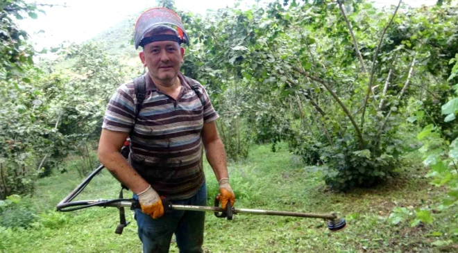 Giresun’da Fındık Üreticileri Hasat Öncesi Bahçe Temizliği İle Uğraşıyor