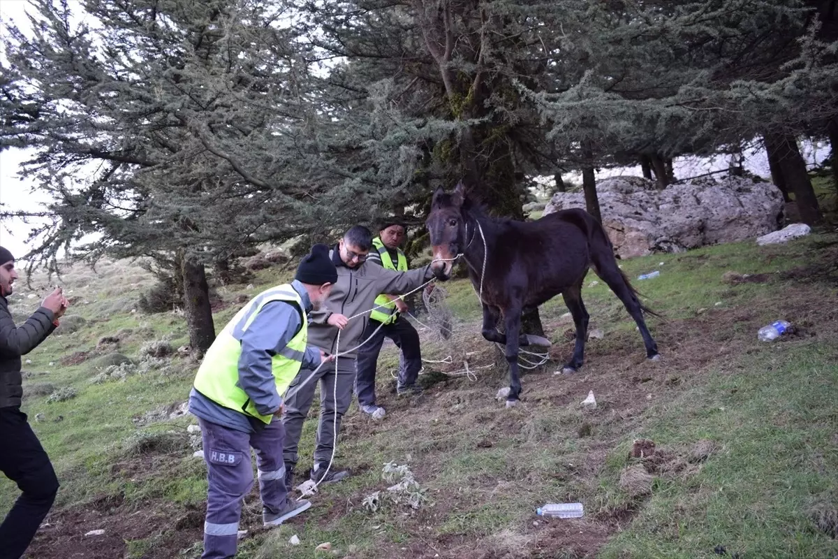 Yaralı Katır Tedavi Altına Alındı